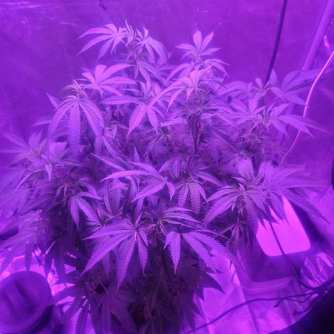 SM Clone #1 growlog timeline photo