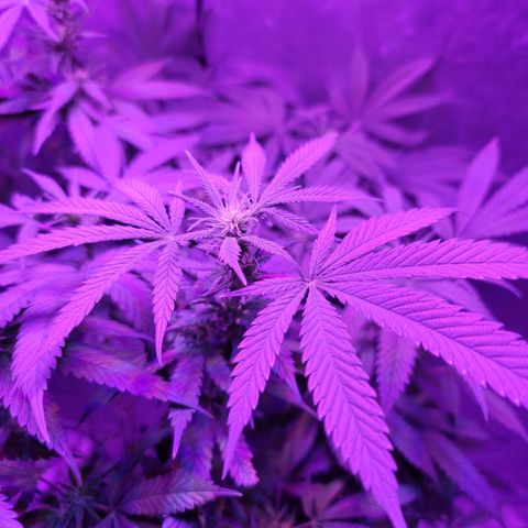 SM Clone #1 growlog timeline photo
