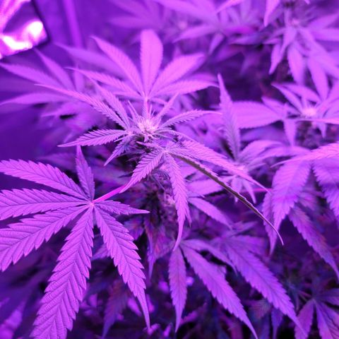 SM Clone #1 growlog timeline photo
