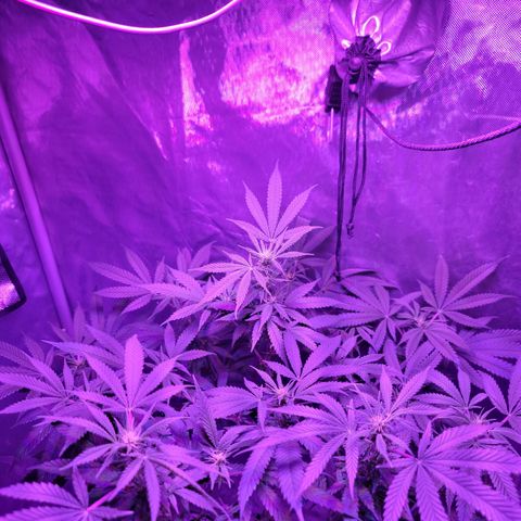 SM Clone #1 growlog timeline photo