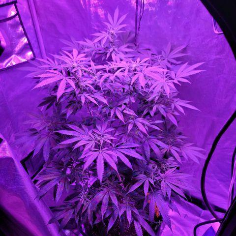 SM Clone #1 growlog timeline photo
