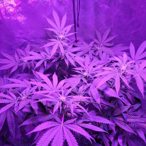 SM Clone #1 growlog timeline photo