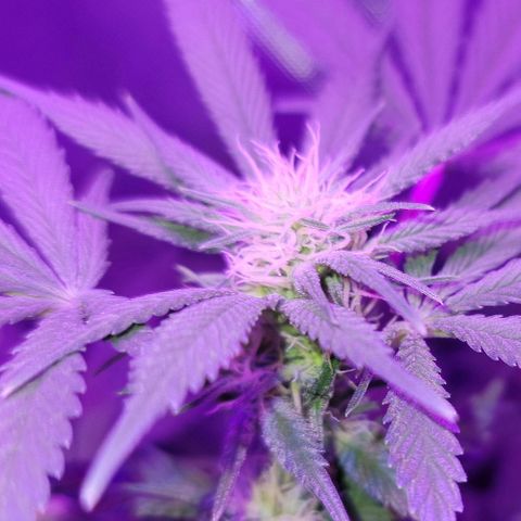 SM Clone #1 growlog timeline photo