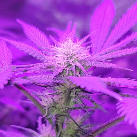 SM Clone #1 growlog timeline photo
