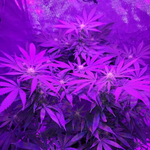 SM Clone #1 growlog timeline photo