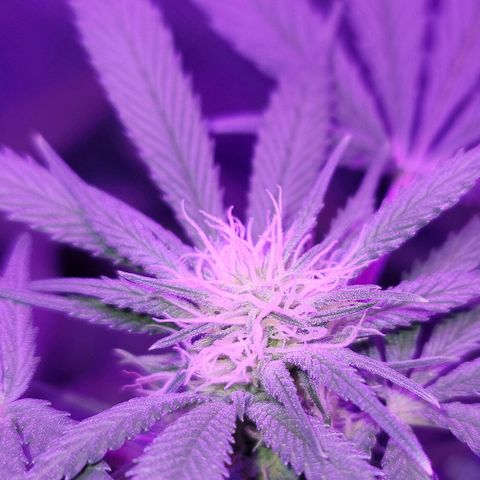 SM Clone #1 growlog timeline photo