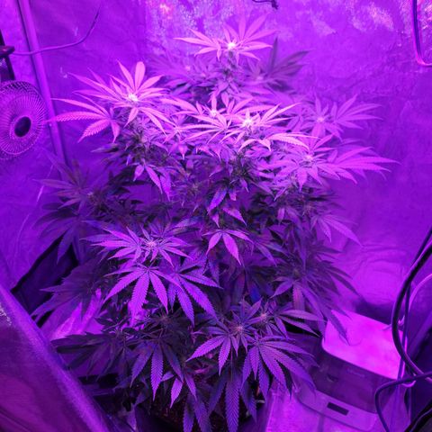SM Clone #1 growlog timeline photo