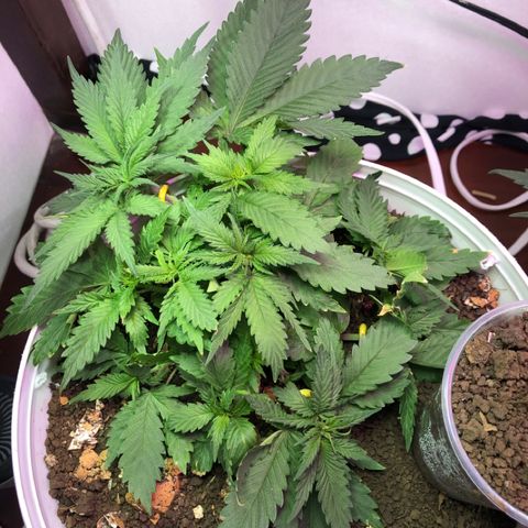Genética desconocida growlog timeline photo