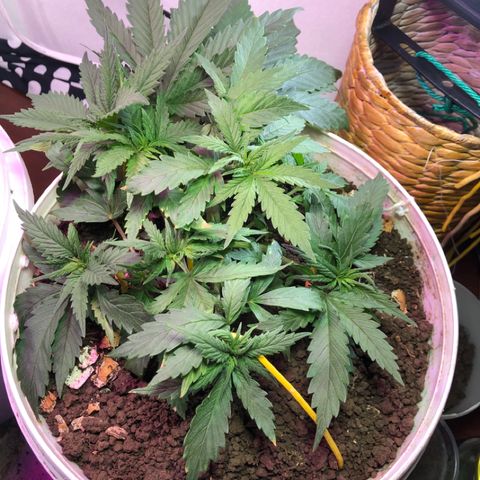 Genética desconocida growlog timeline photo