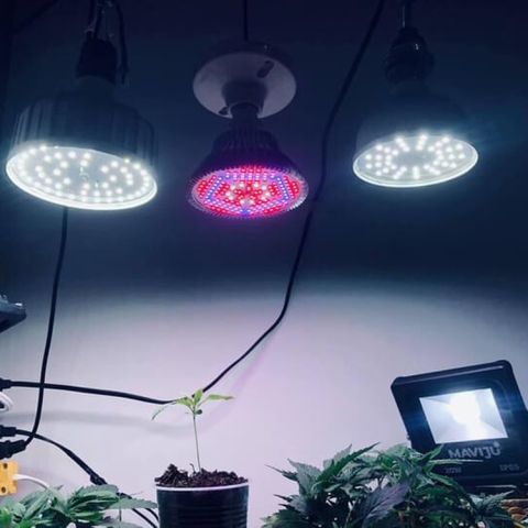 Genética desconocida growlog timeline photo