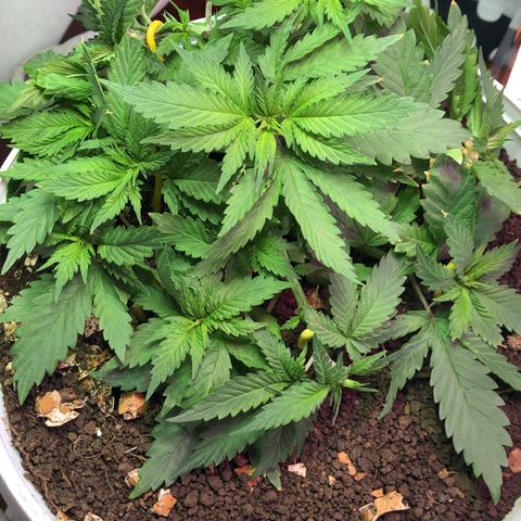 Genética desconocida growlog timeline photo