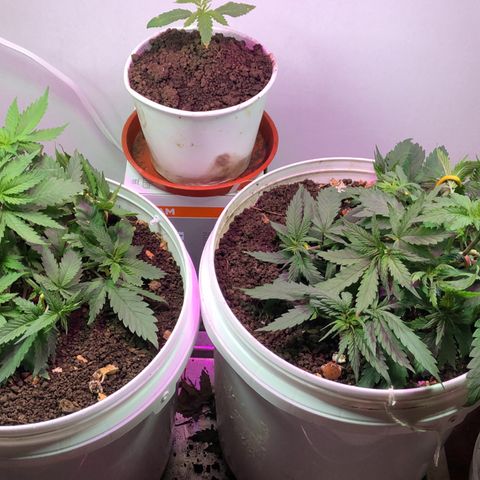 Genética desconocida growlog timeline photo