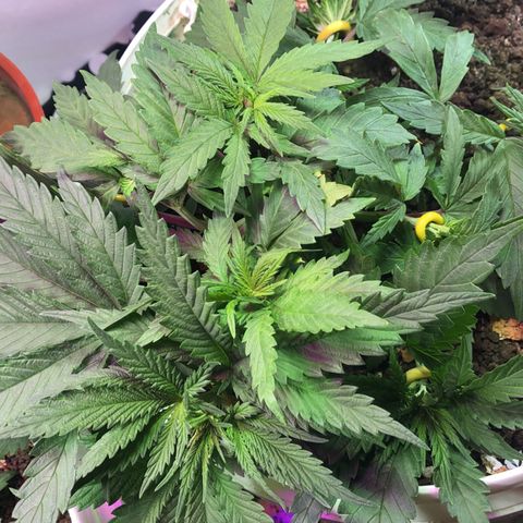 Genética desconocida growlog timeline photo