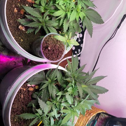 Genética desconocida growlog timeline photo