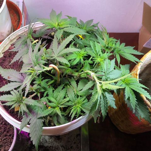 Genética desconocida growlog timeline photo