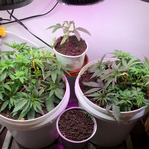 Genética desconocida growlog timeline photo