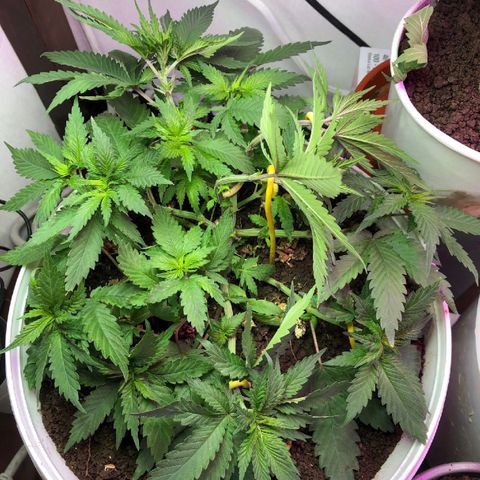 Genética desconocida growlog timeline photo