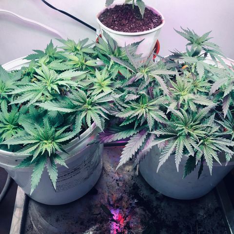 Genética desconocida growlog timeline photo