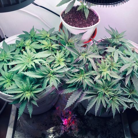 Genética desconocida growlog timeline photo