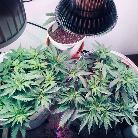Genética desconocida growlog timeline photo