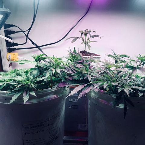 Genética desconocida growlog timeline photo