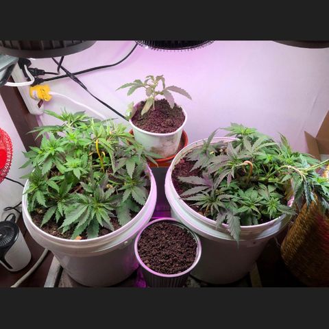 Genética desconocida growlog timeline photo