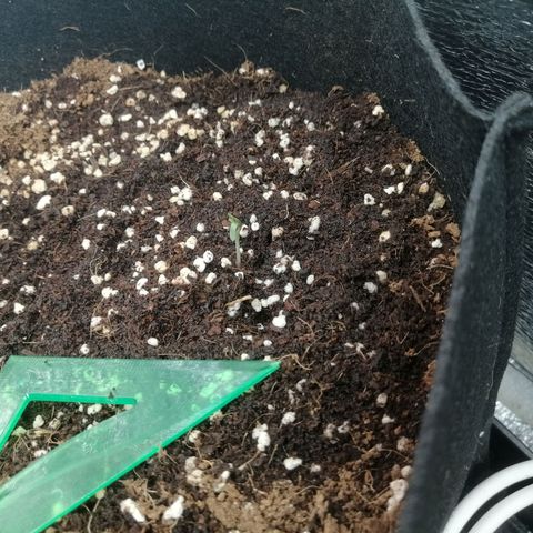 Big Devil Auto growlog timeline photo