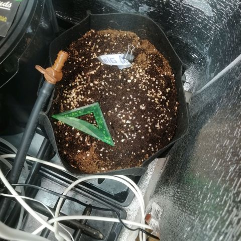 Big Devil Auto growlog timeline photo