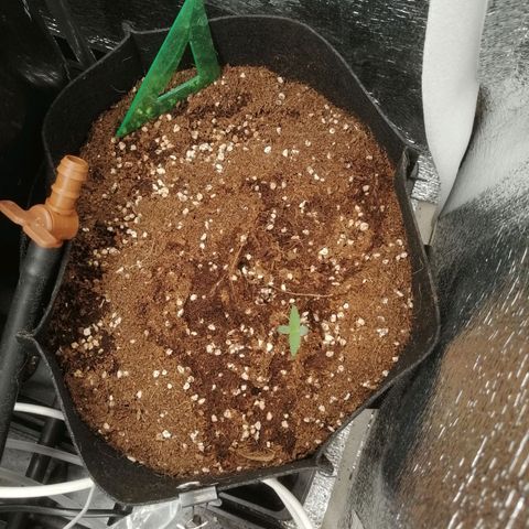 Big Devil Auto growlog timeline photo