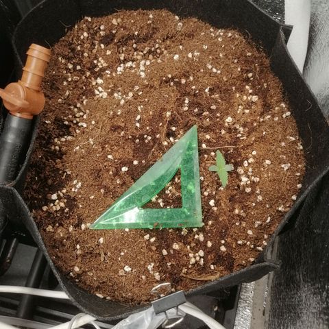Big Devil Auto growlog timeline photo