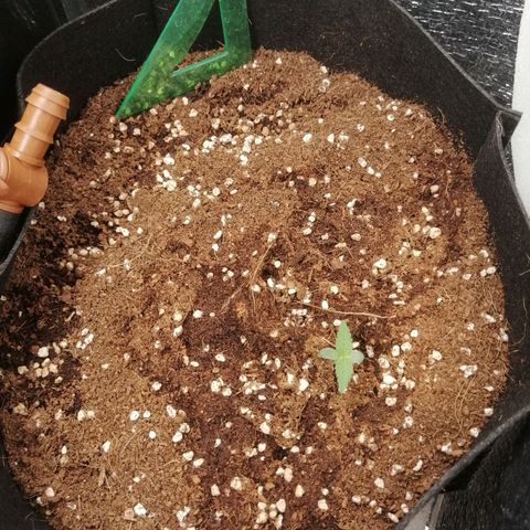 Big Devil Auto growlog timeline photo