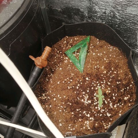 Big Devil Auto growlog timeline photo