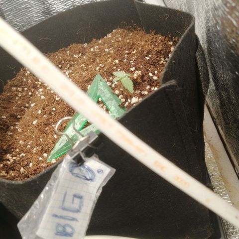 Big Devil Auto growlog timeline photo