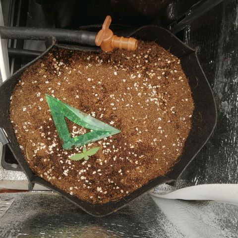 Big Devil Auto growlog timeline photo