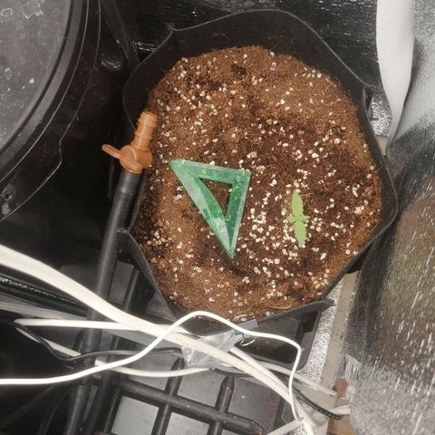 Big Devil Auto growlog timeline photo