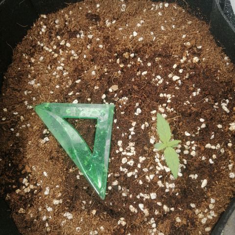 Big Devil Auto growlog timeline photo