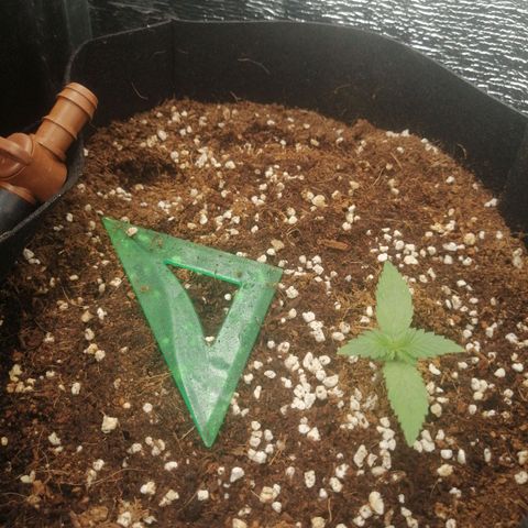 Big Devil Auto growlog timeline photo