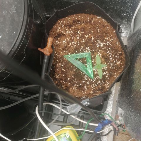 Big Devil Auto growlog timeline photo