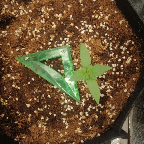 Big Devil Auto growlog timeline photo