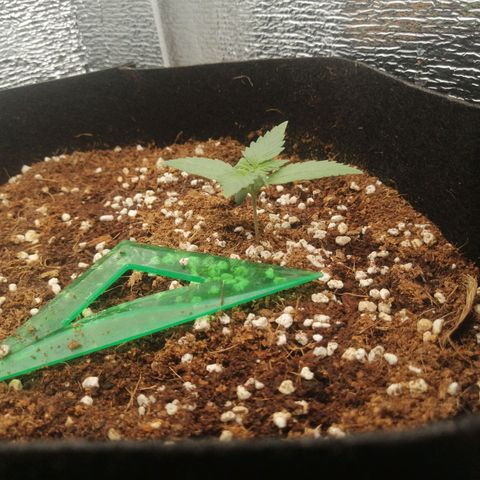 Big Devil Auto growlog timeline photo