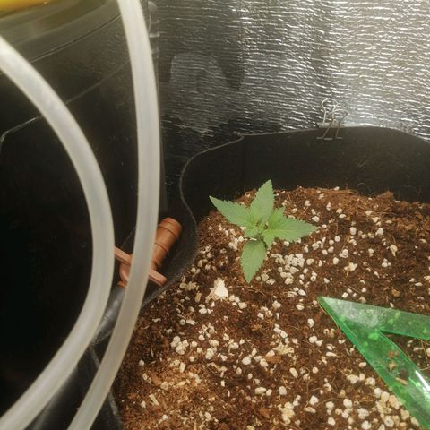 Big Devil Auto growlog timeline photo