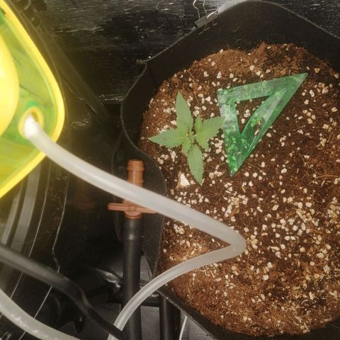 Big Devil Auto growlog timeline photo