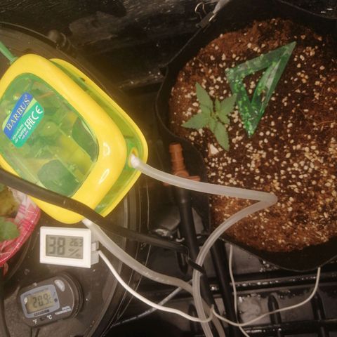Big Devil Auto growlog timeline photo