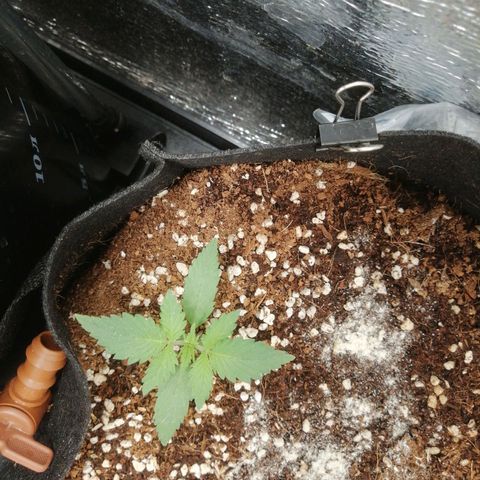 Big Devil Auto growlog timeline photo