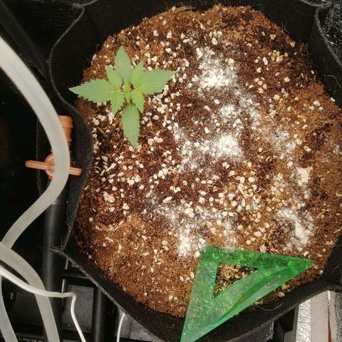 Big Devil Auto growlog timeline photo