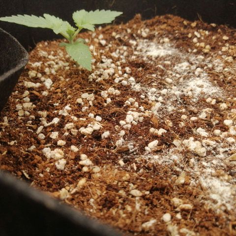 Big Devil Auto growlog timeline photo