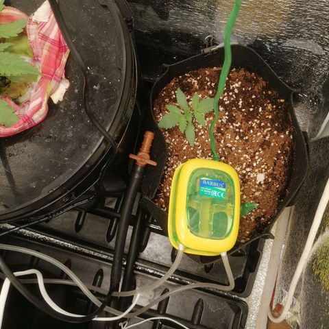 Big Devil Auto growlog timeline photo
