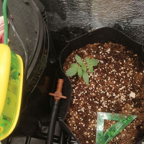 Big Devil Auto growlog timeline photo
