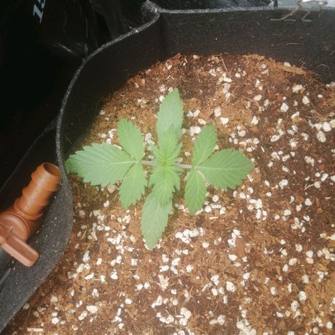 Big Devil Auto growlog photo: Сегодня заметил, что 6 дней на косяковом компоте