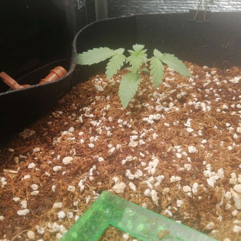 Big Devil Auto growlog photo: Сегодня заметил, что 6 дней на косяковом компоте